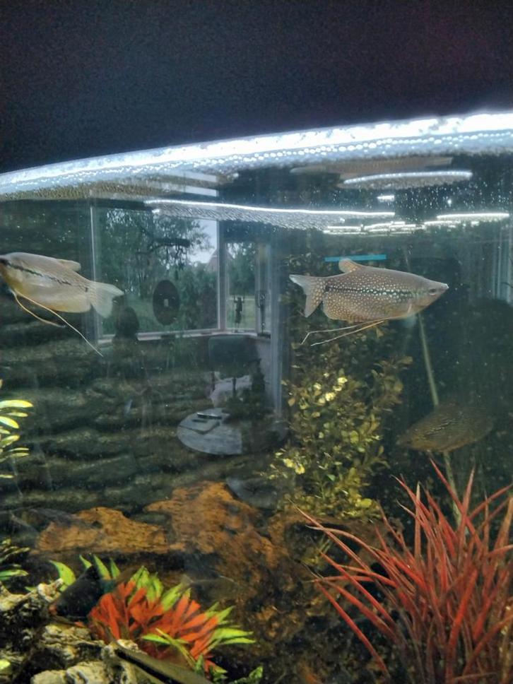 Juwel hoek aqarium 190 liter helemaal compleet met vissen, Dieren en Toebehoren, Vissen | Aquaria en Toebehoren, Zo goed als nieuw