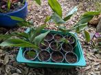 Lelietjes van Dalen stinzenplant/bosplant tuin bodembedekker, Ophalen, Bodembedekkers, Vaste plant, Halfschaduw