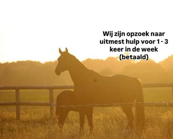 Paarden uitmest hulp gezocht 1-2 keer in de week  beschikbaar voor biedingen