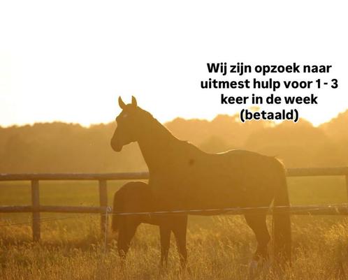 Paarden uitmest hulp gezocht 1-2 keer in de week, Dieren en Toebehoren, Stalling en Weidegang, 4 paarden of pony's of meer