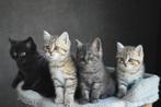 Britse korthaar kittens, Meerdere dieren, Kortharig, 0 tot 2 jaar