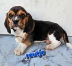 Beagle pups, Dieren en Toebehoren, Honden | Beagles, Bassets en Lopende honden, Particulier, Meerdere, 8 tot 15 weken, Meerdere dieren