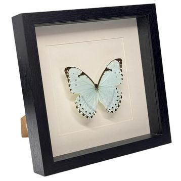 Morpho catenarius vlinder passe partout 25x25 cm beschikbaar voor biedingen