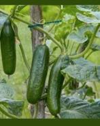 Komkommer aubergine Tomaat Biber Fidan Tatli aci süs, Ophalen of Verzenden, Voorjaar, Volle zon, Zaad