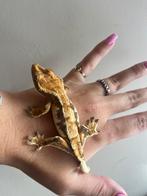 Wimpergekko vrouw veel wit, Dieren en Toebehoren, Hagedis, Tam, 0 tot 2 jaar