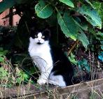 Gezocht: een perzische dekkater