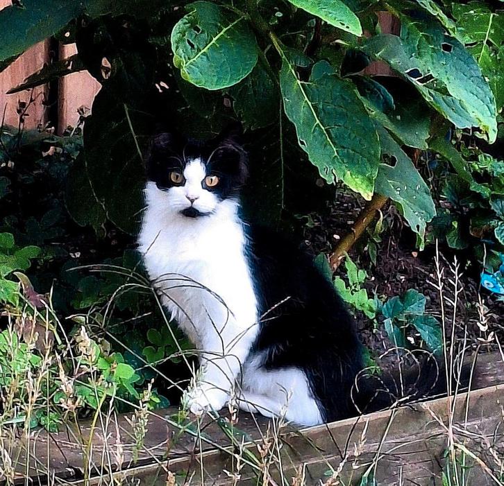 Gezocht: een perzische dekkater, Dieren en Toebehoren, Katten en Kittens | Dekkaters