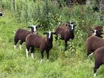 Diverse zwartbles ramlammeren te koop -goede afstamming, Dieren en Toebehoren, Schapen, Geiten en Varkens, Mannelijk, Schaap, 0 tot 2 jaar