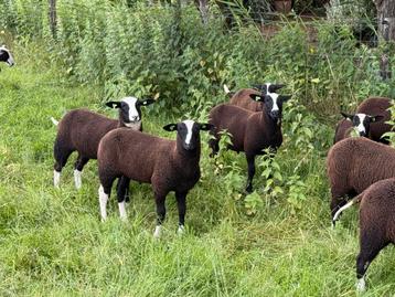 Diverse zwartbles ramlammeren te koop -goede afstamming beschikbaar voor biedingen