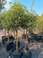 Halfstam Viburnum tinus, groenblijvende sneeuwbal, Herfst, Halfschaduw, Ophalen of Verzenden, 100 tot 250 cm