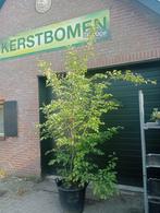 Mooie meerstammige krentenbomen in pot AANBIEDING!, Ophalen, In pot, Overige soorten, 100 tot 250 cm