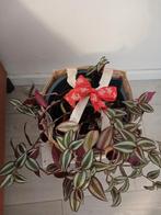 Tradescantia Zebrina in pot, Huis en Inrichting, Kamerplanten, Overige soorten, In pot, Minder dan 100 cm, Groene kamerplant