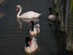 zwarthals zwanen | Mooie dieren | Passend advies, Meerdere dieren, Gans of Zwaan