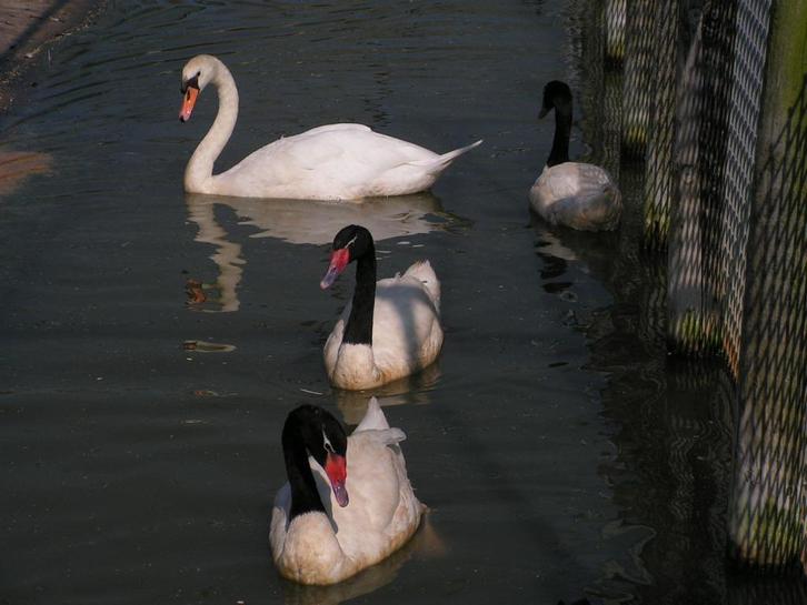 zwarthals zwanen | Mooie dieren | Passend advies, Dieren en Toebehoren, Pluimvee, Gans of Zwaan, Meerdere dieren