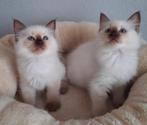 Ragdoll kittens met stamboom, Dieren en Toebehoren, Meerdere dieren, Gechipt, 0 tot 2 jaar