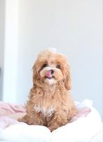 Exclusieve Maltipoo Micro pups (Maltezer/Azian Toy Poedel, Dieren en Toebehoren, Honden | Chihuahua's en Gezelschapshonden, Particulier