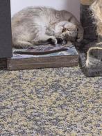 Katten, Dieren en Toebehoren, Katten en Kittens | Overige Katten, Meerdere dieren