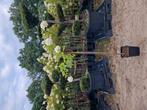 Hortensia lime light op stam, 100 tot 250 cm, Zomer, Palmboom, Ophalen
