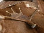 Eland gewei afwerpstang donker., Ophalen of Verzenden, Zo goed als nieuw, Hert, Gewei of Kop