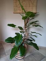 MOET WEG! Grote en gezonde Philodendron Imperial Green, Huis en Inrichting, Kamerplanten, Overige soorten, 150 tot 200 cm, Halfschaduw