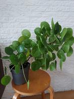 Pannenkoekenplant, Huis en Inrichting, Kamerplanten, Ophalen, Overige soorten, Halfschaduw, Minder dan 100 cm