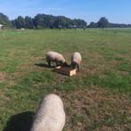 2 Suffolk ooilammeren, Dieren en Toebehoren, Schapen, Geiten en Varkens, Vrouwelijk, Schaap, 0 tot 2 jaar