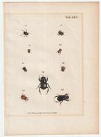 Gravure kevers J.E. Voet Kleemann 1805 torren insecten, Verzenden