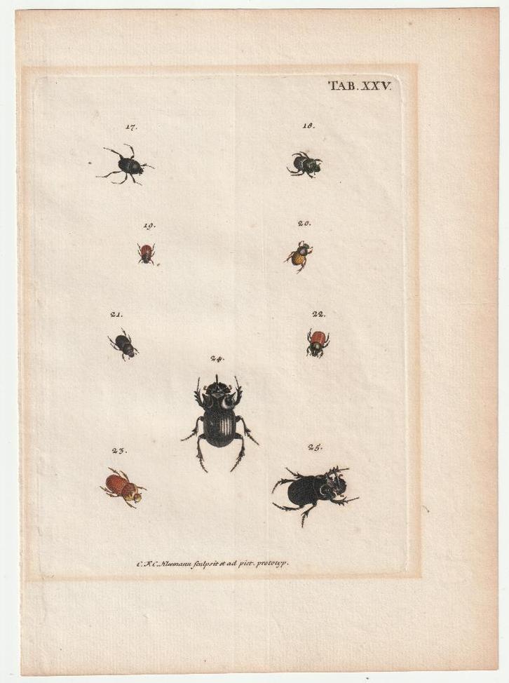 Gravure kevers J.E. Voet Kleemann 1805 torren insecten, Antiek en Kunst, Kunst | Etsen en Gravures, Verzenden