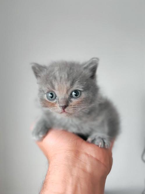 Britse Korthaar / British Shorthair Kittens Te Koop, Dieren en Toebehoren, Katten en Kittens | Raskatten | Langhaar, Poes, 0 tot 2 jaar