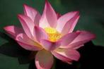 Nelumbo lucifer zaden, Ophalen of Verzenden, Gehele jaar, Volle zon, Zaad