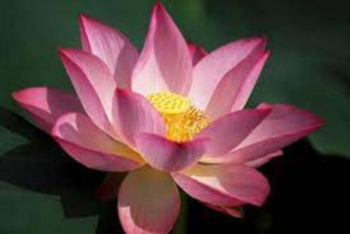 Nelumbo lucifer zaden, Tuin en Terras, Bloembollen en Zaden, Zaad, Gehele jaar, Volle zon, Ophalen of Verzenden