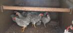 Wyandotte parelgrijs gepareld !, Dieren en Toebehoren, Pluimvee, Meerdere dieren, Kip