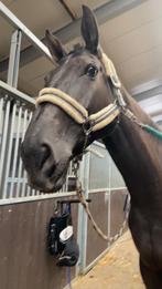 Verzorg pony / paard gezocht, Ophalen of Verzenden