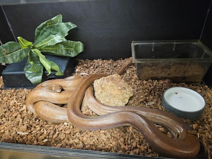 Epicrates Maurus Bruine regenboog boa, Dieren en Toebehoren, Reptielen en Amfibieën, Slang, 11 jaar of ouder