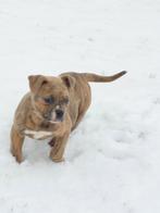 Supermooie Amerikaanse bulldog pups met stamboom, Parvo, Nederland, 8 tot 15 weken, Bulldog