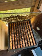 Bijenvolk met kast, Dieren en Toebehoren, Bijen