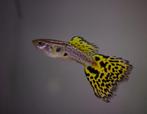 Cobra guppy cobra guppen te koop, Dieren en Toebehoren, Vissen | Aquariumvissen, Vis