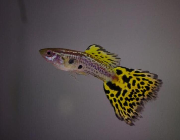 Cobra guppy cobra guppen te koop, Dieren en Toebehoren, Vissen | Aquariumvissen, Vis