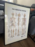 Lijsten met anatomie posters, Huis en Inrichting, Woonaccessoires | Lijsten, Ophalen, Gebruikt, 50 tot 75 cm, 75 cm of meer