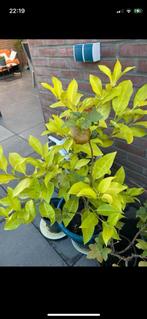 Mandarijn boom, Ophalen of Verzenden