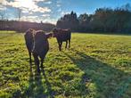 2 Wagyu koeien, Dieren en Toebehoren, Runderen, Vrouwelijk