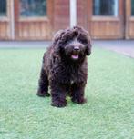 Boompoo pups | Reutjes | Boomer x Dwergpoedel, Nederland, CDV (hondenziekte), 8 tot 15 weken, Meerdere