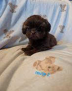 Mooie Shih tzu puppies, Dieren en Toebehoren, Honden | Chihuahua's en Gezelschapshonden, 8 tot 15 weken, Meerdere, Nederland, Particulier