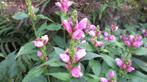 Schildpadbloem, Chelone, Overige soorten, Vaste plant, Ophalen of Verzenden, Halfschaduw