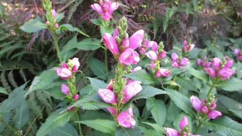 Schildpadbloem, Chelone, Tuin en Terras, Planten | Tuinplanten, Vaste plant, Overige soorten, Halfschaduw, Zomer, Ophalen of Verzenden