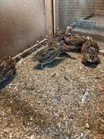 Japanse kwartels, 4 hennen en 2 hanen uit 2025., Dieren en Toebehoren, Pluimvee, Meerdere dieren, Overige soorten