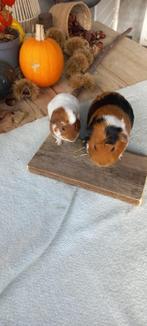Cavia beertjes, vader en zoon., September, Mannelijk, Cavia