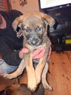 Duitse x mechelse herder pups, Parvo, 8 tot 15 weken, Groot, Meerdere