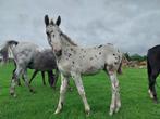 Zoek je een look-alike van C-bra?, Dieren en Toebehoren, Paarden, Springpaard, Niet van toepassing, 0 tot 2 jaar, Hengst
