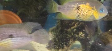 Diverse koppels Amatitlania myrnae beschikbaar voor biedingen